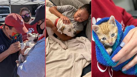 craigslist st louis pets|Open Door Animal Sanctuary .